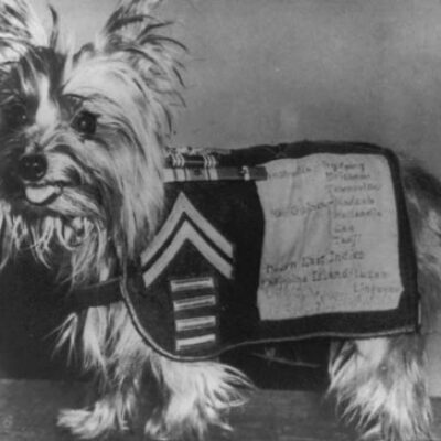 Yorkie Doodle Dandy