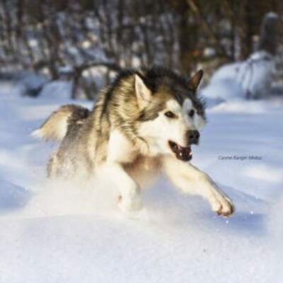 Iditarod Murder: Review