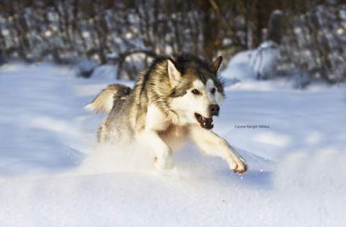 becoming_a_sled_dog_denali-magnus-manske becoming_a_sled_dog_denali-magnus-manske-for-denali-natl-park