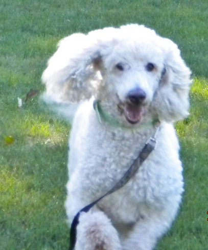 Leo-closeup-running photo-D-Stewart