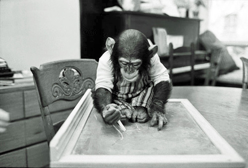Nim the Chimp