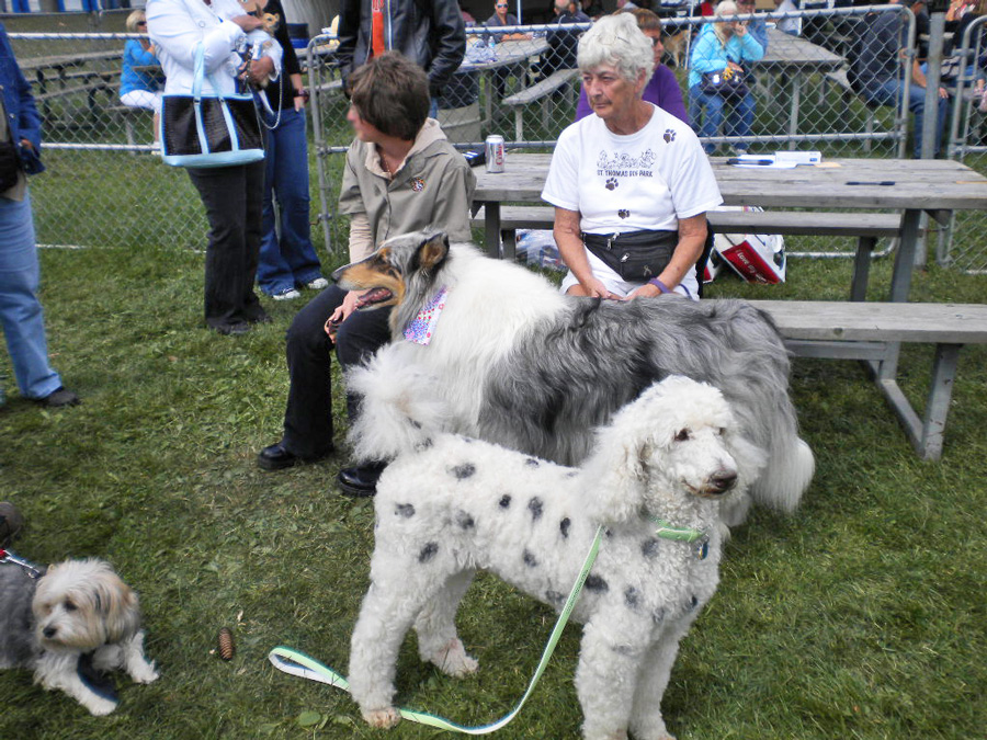 Spot the Fire Muster dog