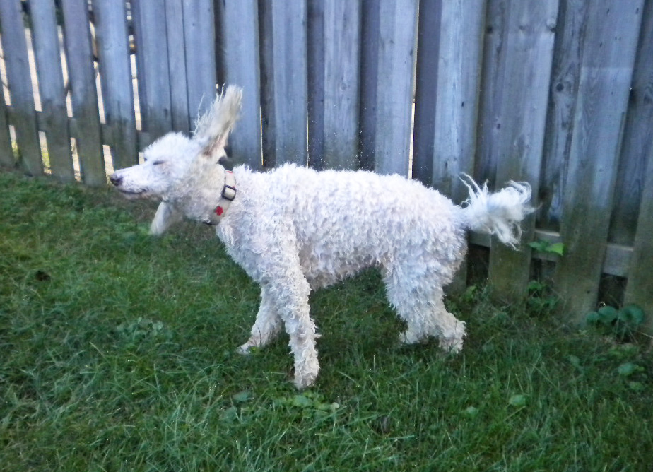 I'm gonna wash that 'Dal' right outa my hair photo D Stewart