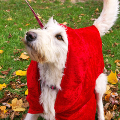 Dog Hallowe’en