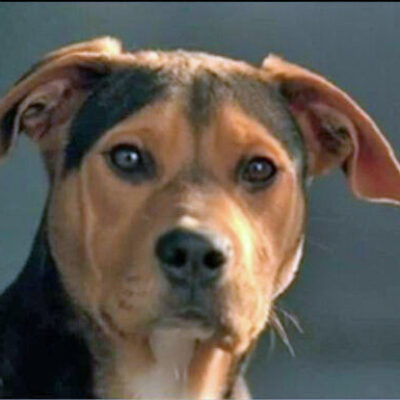 Westminster Dogs