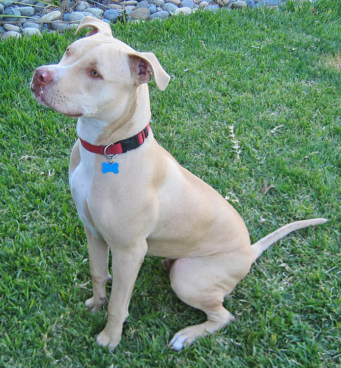 Pittie Myths