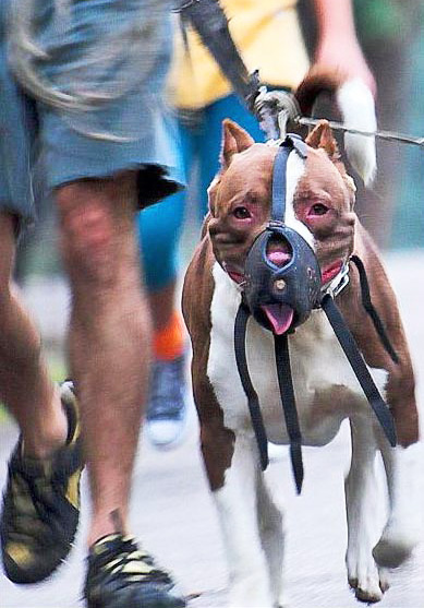 pit_bull_restrained-tatiana-sapateiro pit_bull_restrained-tatiana-sapateiro-2006-wikicommons
