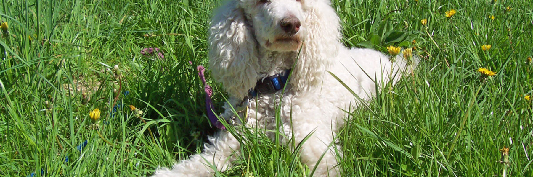 Arthritic Dogs