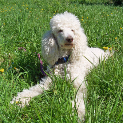Arthritic Dogs