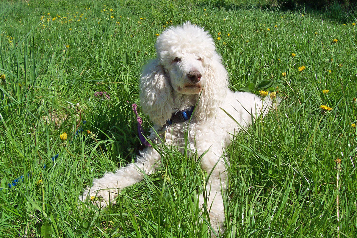 Arthritic Dogs