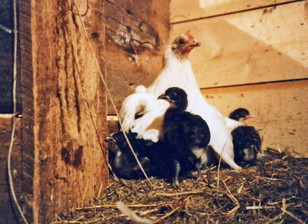 bantam-leghorn-hen-chicks-photo-d-anger
