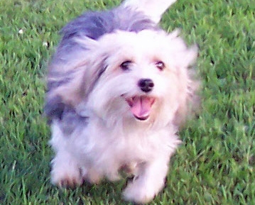 Training at the Dog Park