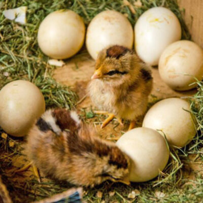 Getting Chicks