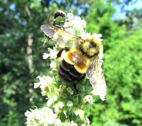 B-affinis-wildlifepreservation.ca_rusty-patched-bumble-bee-photo-christy-stewart