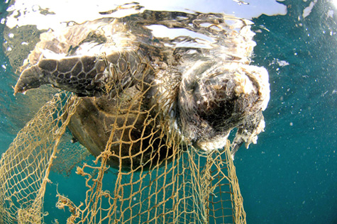 Corpse_of_sea_turtle_drowned_in_fishing_net-salvatore-barbera-wikicommons
