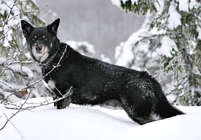 lapskvallhund-reindeer-dog-patrik-fors-wikicommons