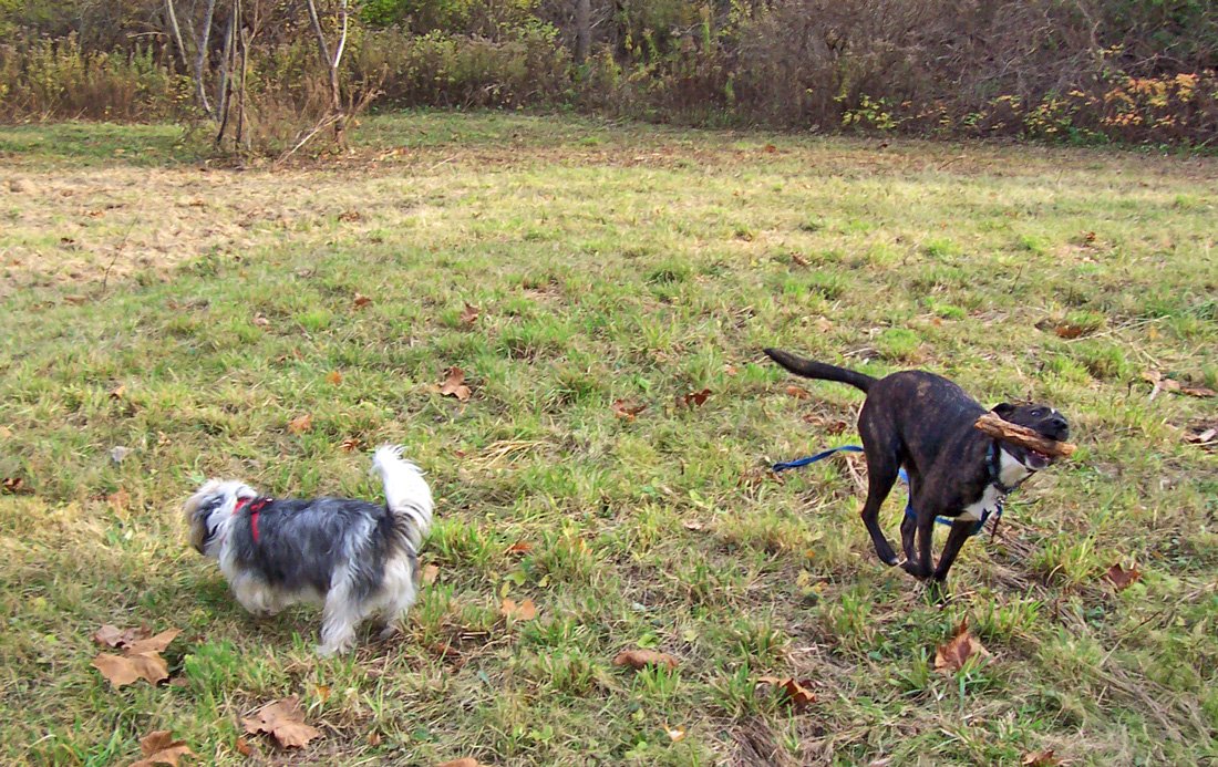charlie-lucy-2010 photo d stewart