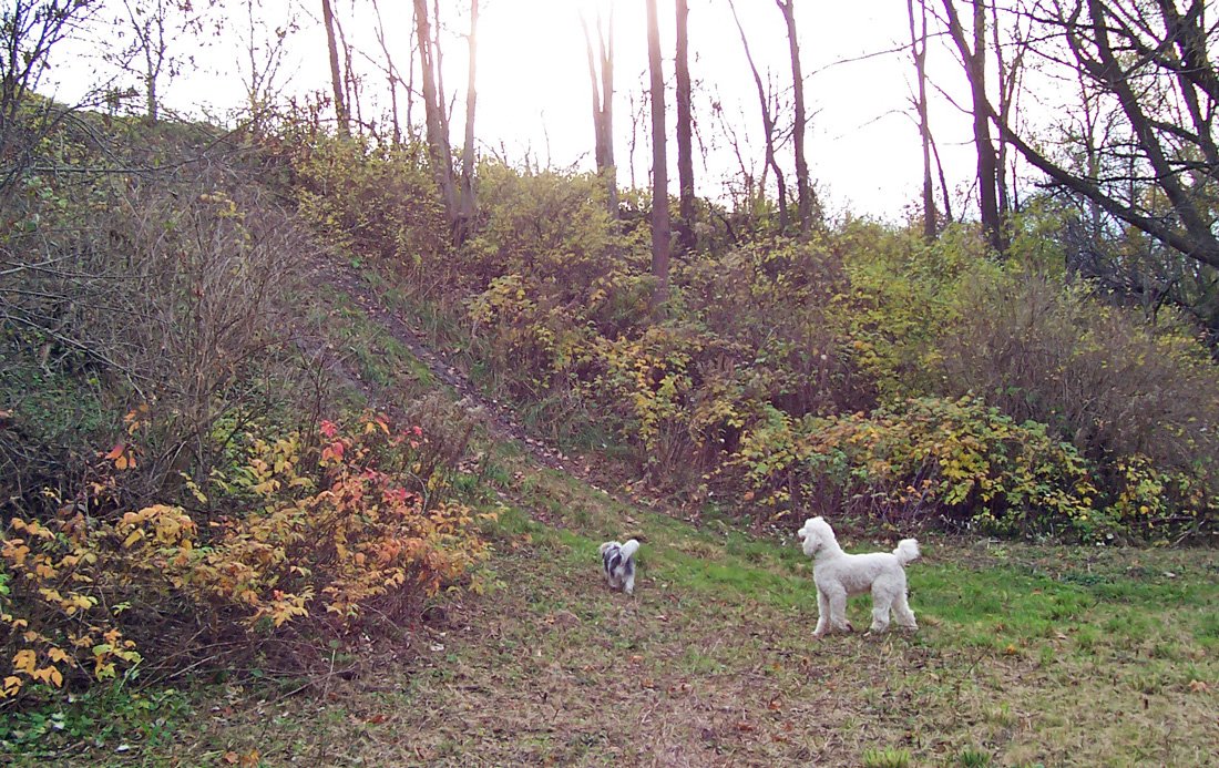 dog-park-hill-2010 photo d stewart