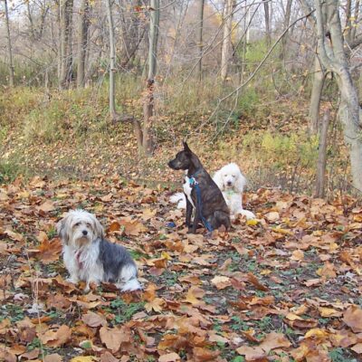 Dog Park Groupies
