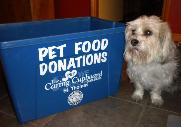 dog looking pathetic beside donation bin - photo d stewart
