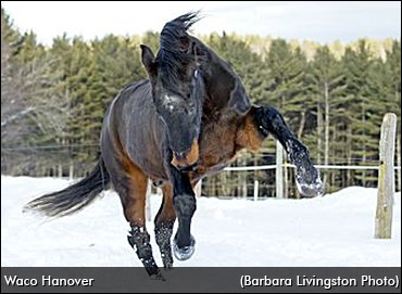 Hanover Horses