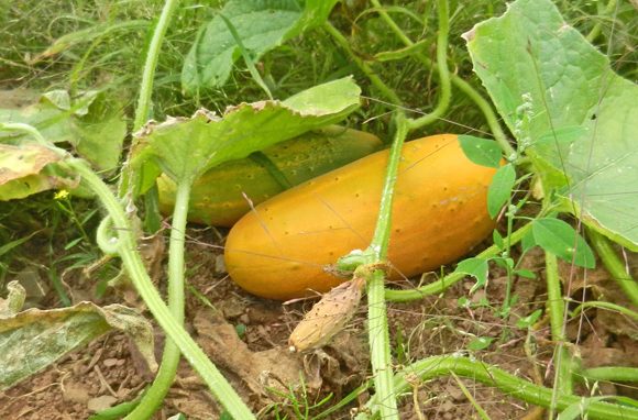 yellow-cucumber yellow-cucumber-photo-d-stewart