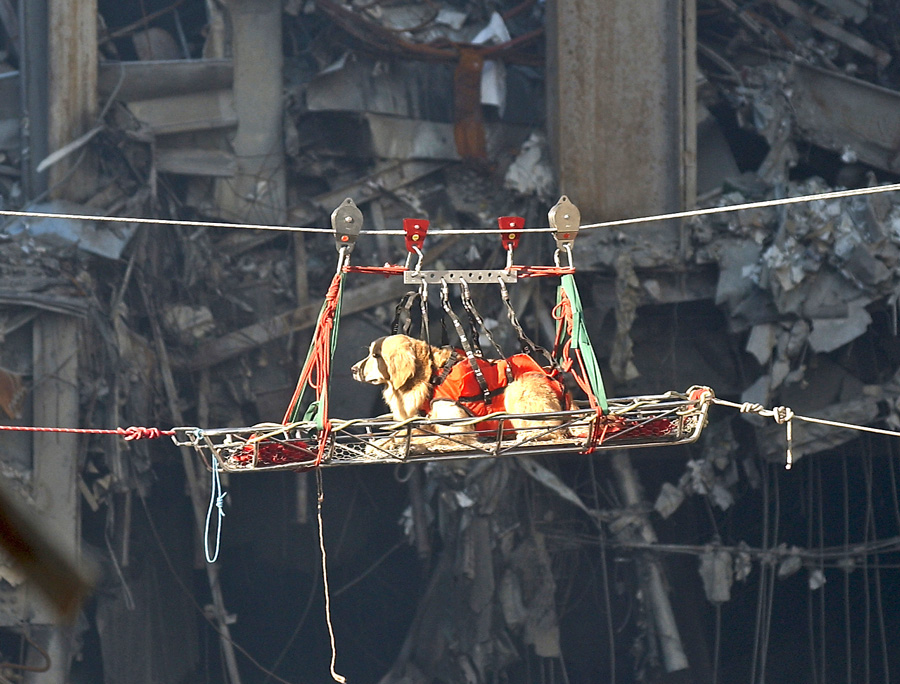 9/11 Dogs