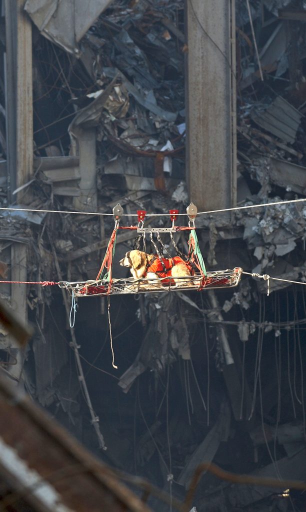 Rescue_dog-15-sep-2001-Preston-Keres-US-Navy-wikicommons