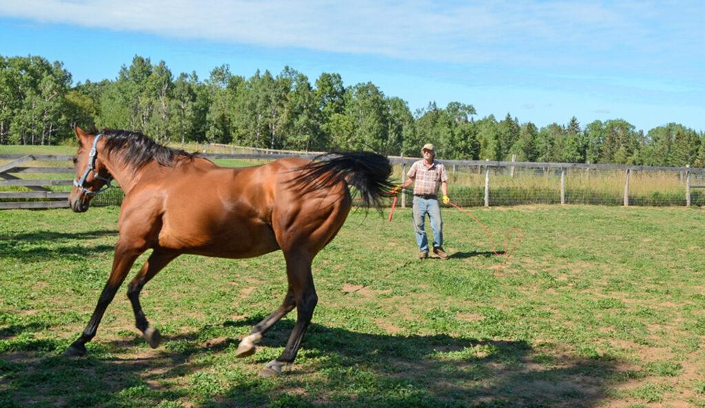 Lunging Oscar photo d stewart