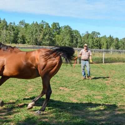 Horse Keeping