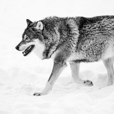 The Wolves of Winter