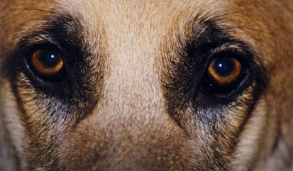 gsd eyes photo d stewart table of contents