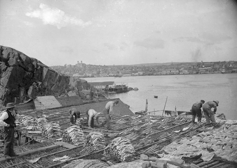 St._Johns_Newfoundland_1900 drying codfish wikicommons St._Johns_Newfoundland_1900 drying codfish wikicommons