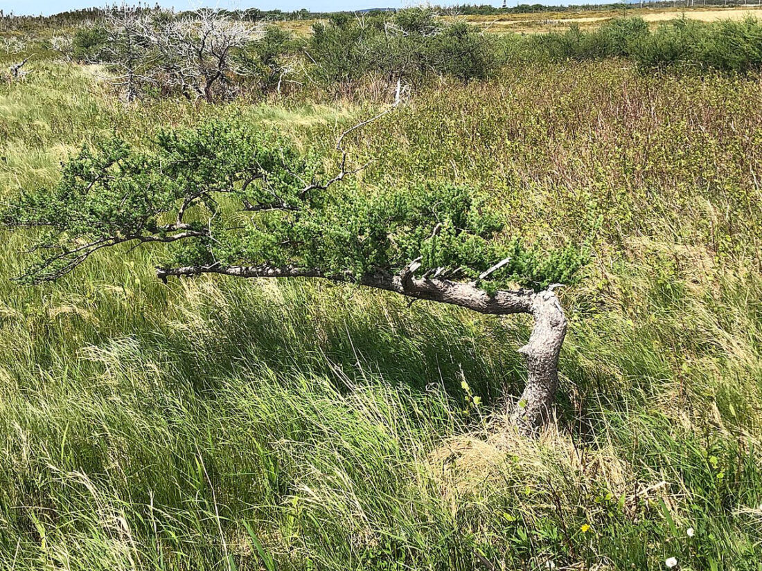 Tuckamore_in_Gros_Morne_NP-2023-Ycleymans-wikimedia Tuckamore_in_Gros_Morne_NP-2023-Ycleymans-wikimedia