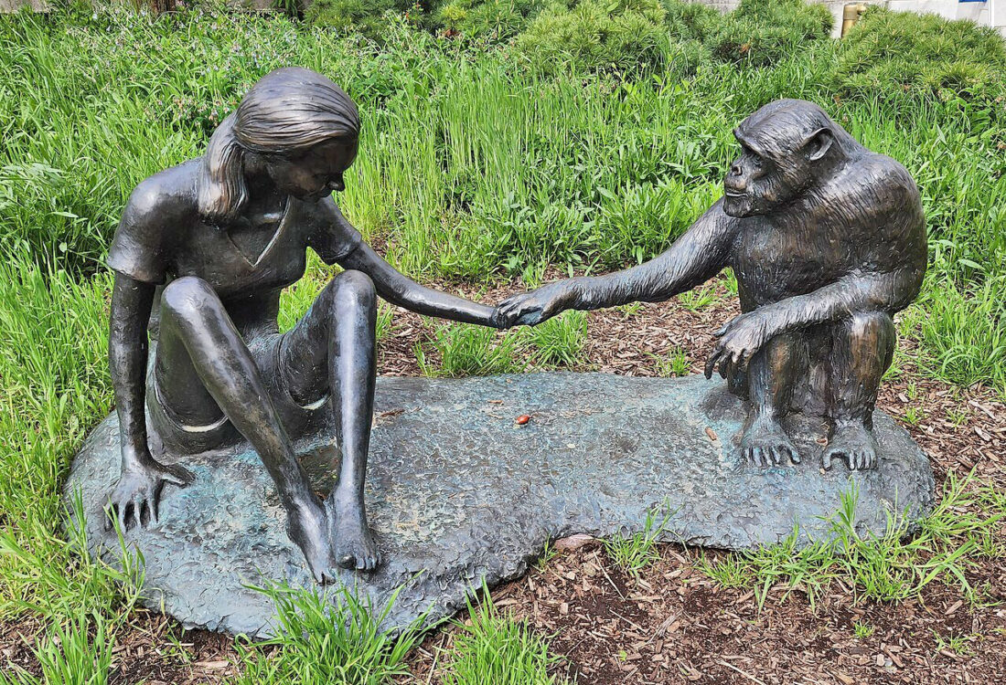 Sculpture_of_Jane_Goodall_and_David_Greybeard-Chicago-2023-Geary-wikimedia