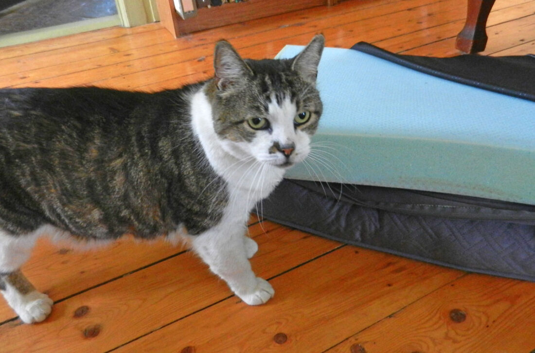 cat inspector of bed photo d stewart