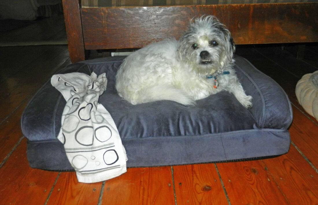 tucker in ortho dog bed with blanky photo d stewart