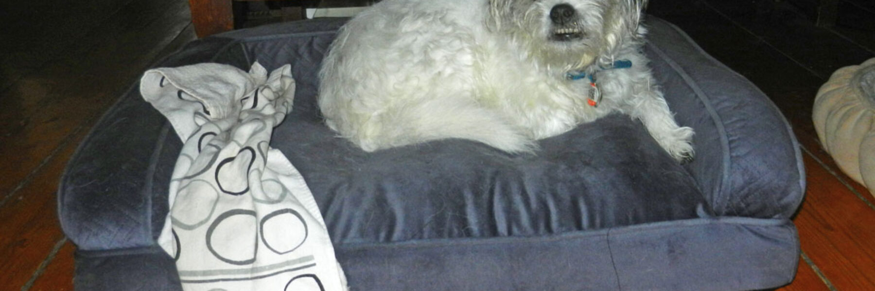 Dog Bed