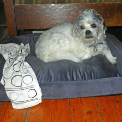 Dog Bed