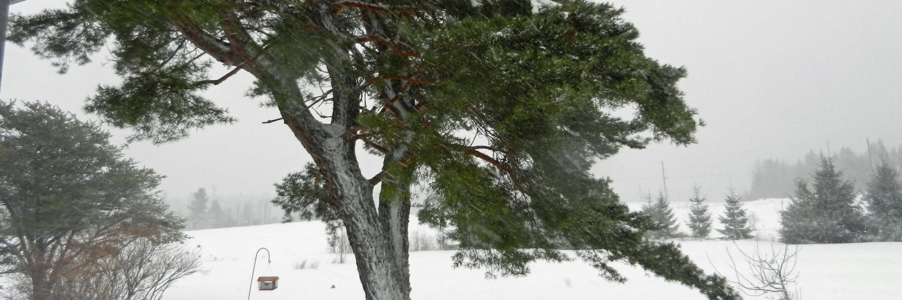 Pine Tree