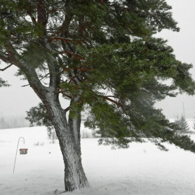 Pine Tree