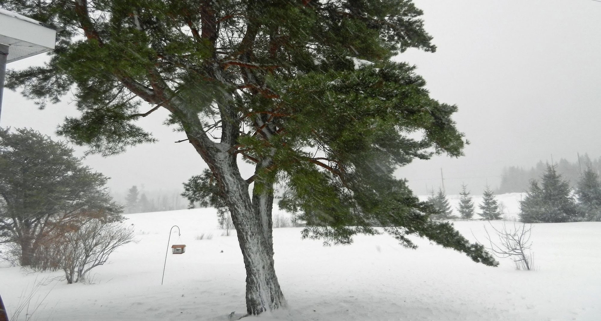 Pine Tree