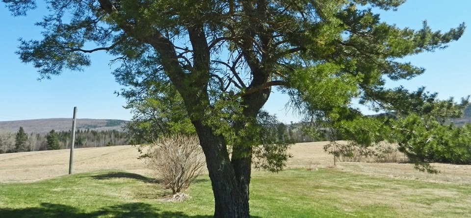 2013 apr pine tree photo d stewart